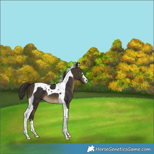 Horse Color:Buckskin Tobiano