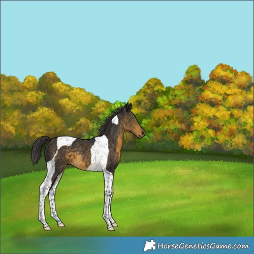 Horse Color:Buckskin Tobiano