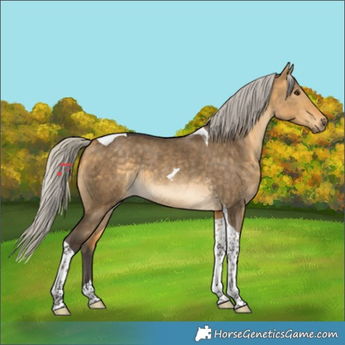 Horse Color:Silver Buckskin Dun Tobiano Rabicano