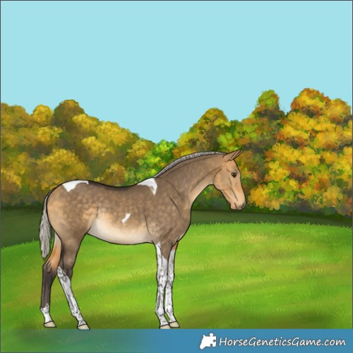 Horse Color:Silver Buckskin Dun Tobiano Rabicano
