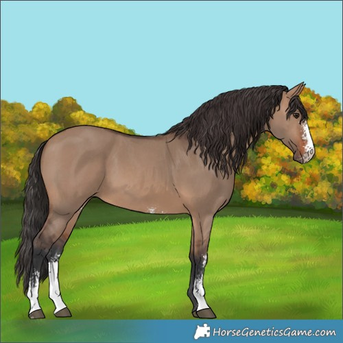 Horse Color:Brown Dun Sabino