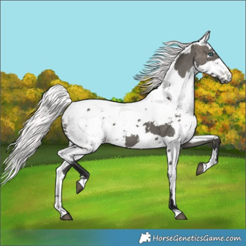 Horse Color:Grullo Harlequin Merle Blanket 