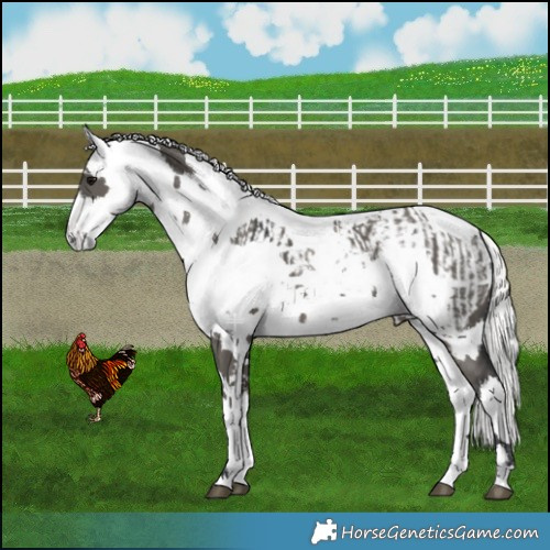 Horse Color:Grullo Harlequin Merle and Grullo Harlequin Merle Near Fewspot
