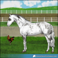 Horse Color:Grullo Harlequin Merle and Grullo Harlequin Merle Appaloosa