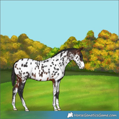 Horse Color:Brown Sabino Appaloosa 