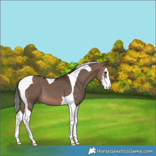 Horse Color:Brown Dun Sabino Splash Tobiano