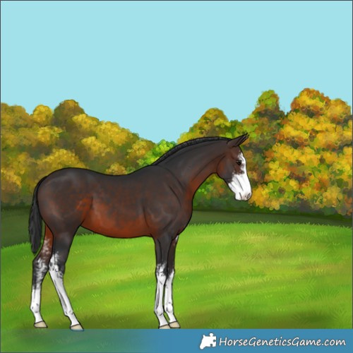 Horse Color:Brown Sabino 