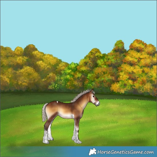 Horse Color:Gray Silver Bay Onyx Tobiano 