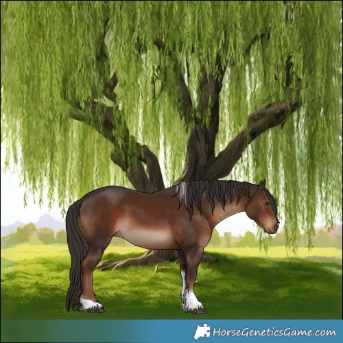 Horse Color:Liver Chestnut Tobiano 