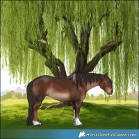 Horse Color:Liver Chestnut Tobiano 