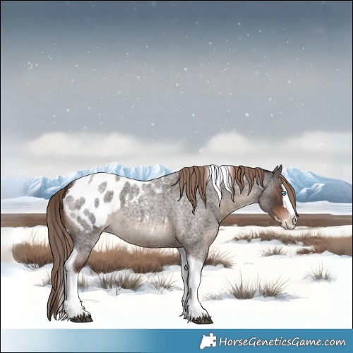 Horse Color:Liver Red Roan Splash Tobiano Appaloosa 
