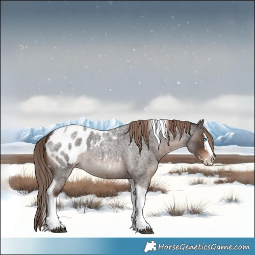 Horse Color:Liver Red Roan Splash Tobiano Appaloosa 
