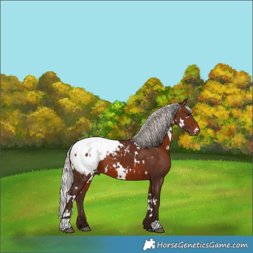 Horse Color:White Spotted Silver Brown Appaloosa 