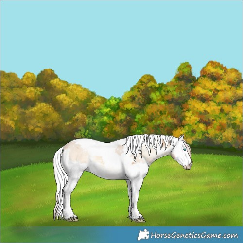 Horse Color:White Spotted Perlino Onyx Merle Tobiano Rabicano 