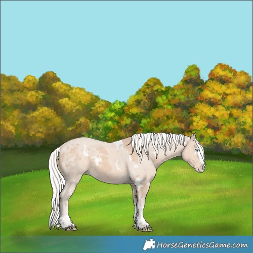 Horse Color:White Spotted Silver Perlino Merle Splash Tobiano Appaloosa 