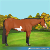 Horse Color:Bay Splash Frame