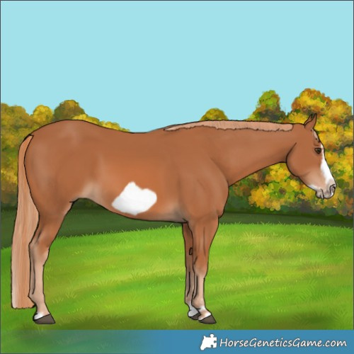 Horse Color:Chestnut Splash Frame