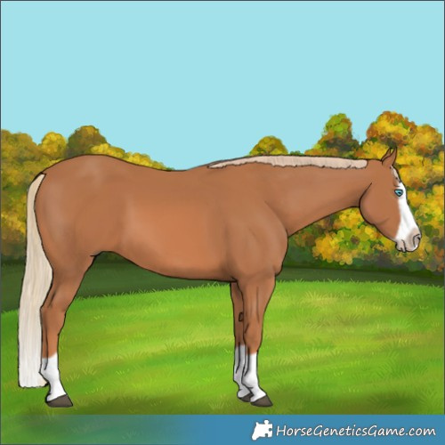 Horse Color:Chestnut Splash Frame