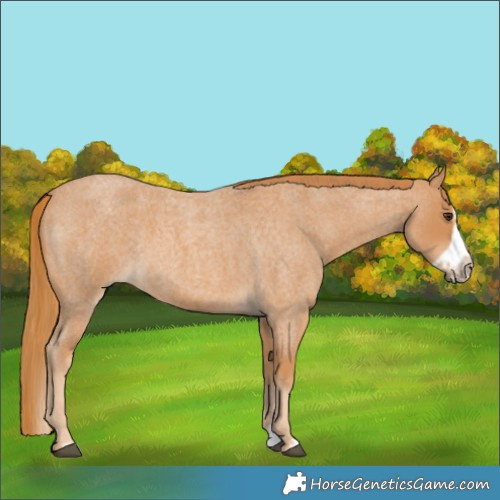 Horse Color:Red Roan Splash Frame 