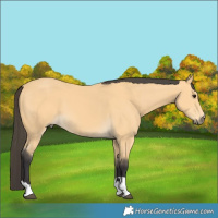 Horse Color:Buckskin