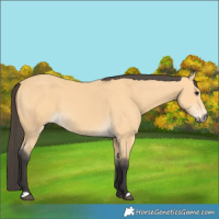 Horse Color:Buckskin 