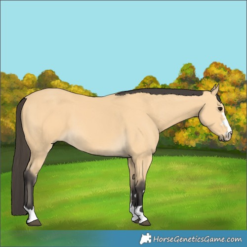 Horse Color:Buckskin 