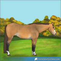 Horse Color:Buckskin 