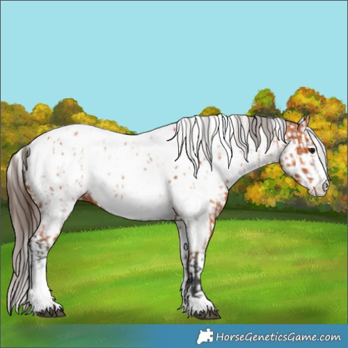Horse Color:Bay Splash Tobiano Near Leopard  and White Spotted Bay Splash Tobiano Near Leopard 