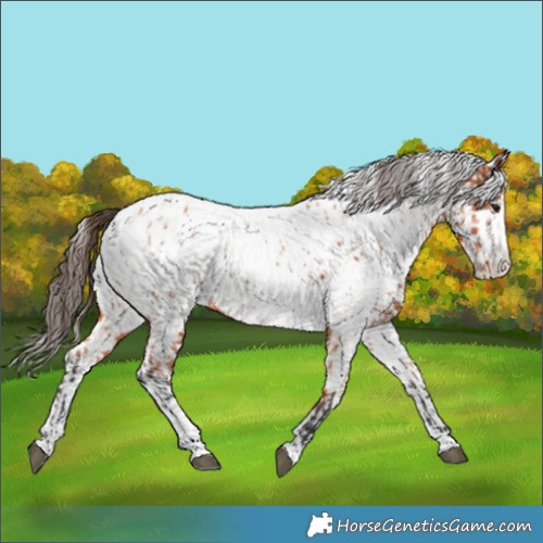 Horse Color:Bay Splash Tobiano Appaloosa and White Spotted Bay Splash Tobiano Appaloosa