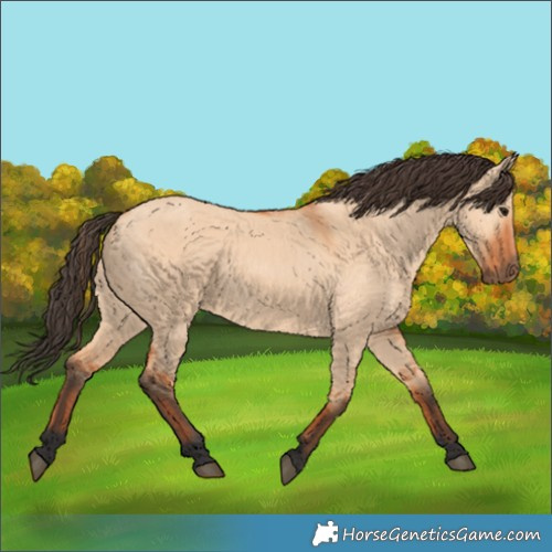 Horse Color:Bay Dun 