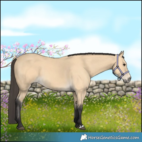 Horse Color:Buckskin 