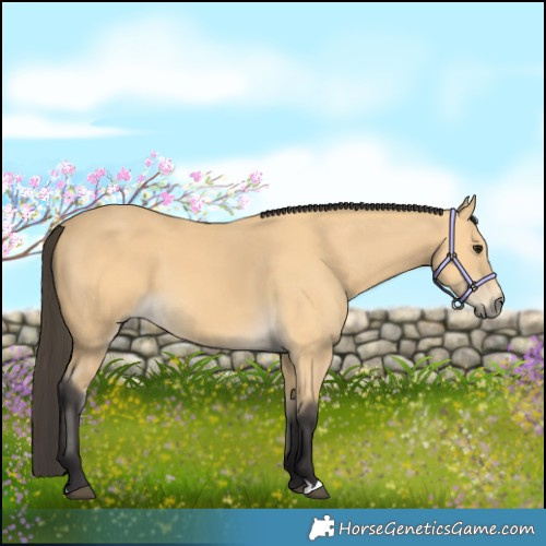 Horse Color:Buckskin 