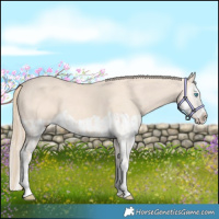 Horse Color:Perlino Splash  and Perlino Splash 