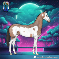 Horse Color:Bay Roan Splash Frame Skewed Appaloosa