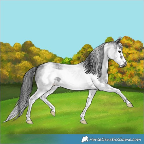 Horse Color:White Spotted Blue Roan Splash Frame Skewed Appaloosa 