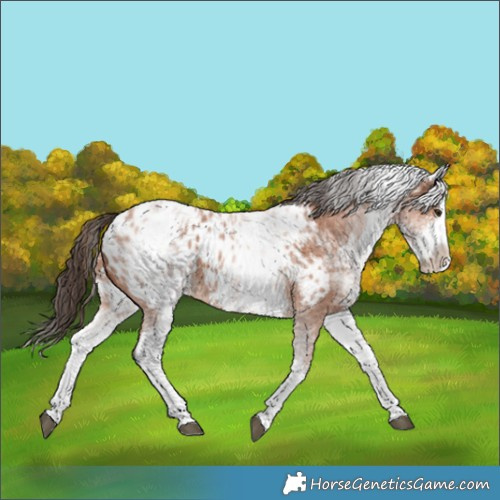 Horse Color:White Spotted Bay Sabino Splash Blanket 