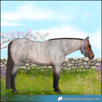 Horse Color:Bay Roan 