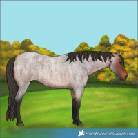 Horse Color:Bay Roan 
