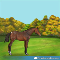 Horse Color:Bay Tobiano