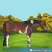 Horse Color:Bay Tobiano