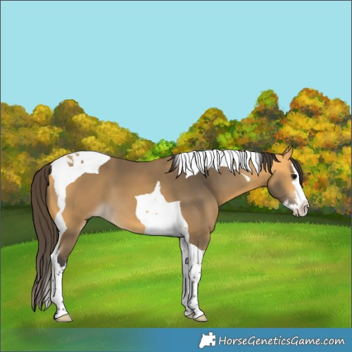 Horse Color:Buckskin Splash Tobiano 