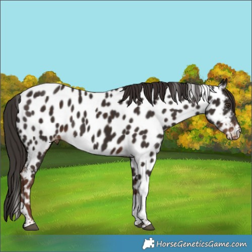 Horse Color:Liver Chestnut Tobiano Appaloosa 