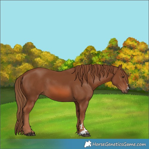 Horse Color:Chestnut 