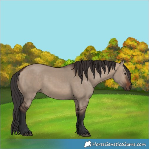 Horse Color:Brown Dun 