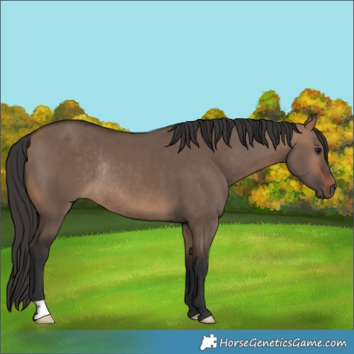 Horse Color:Bay Dun Rabicano 