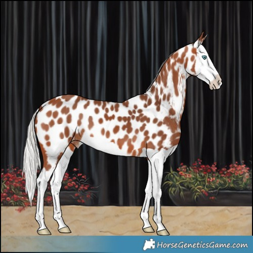 Horse Color:Silver Bay Splash Appaloosa 