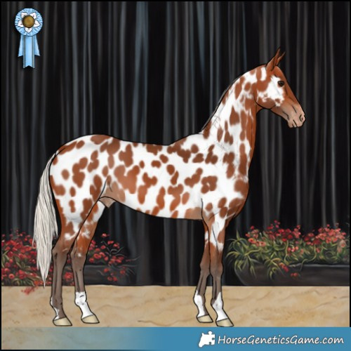 Horse Color:Silver Bay Appaloosa 