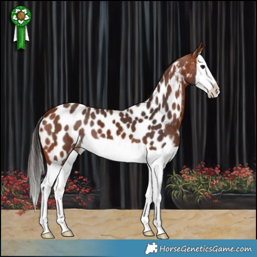 Horse Color:Bay Splash Appaloosa 