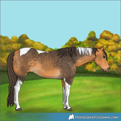 Horse Color:Buckskin Tobiano 