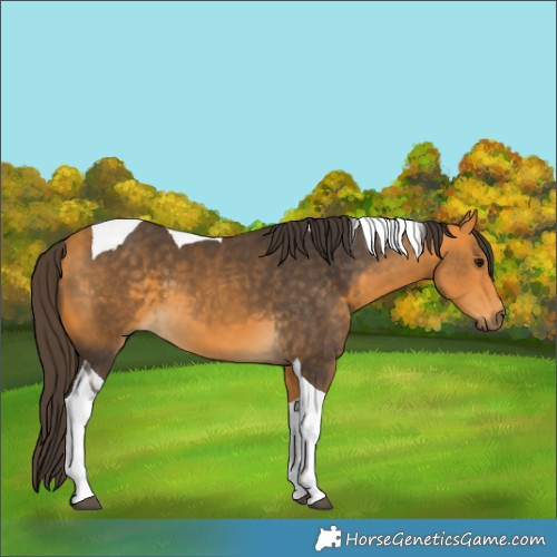 Horse Color:Buckskin Tobiano 